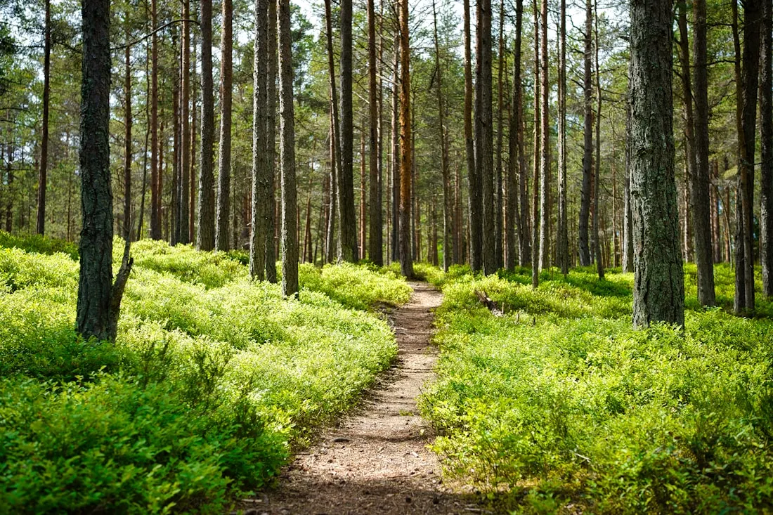 Sunlit footpath through a pine forest